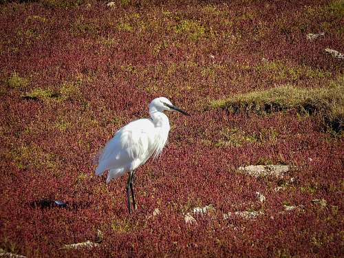 animal white bird under brown field waterfowl