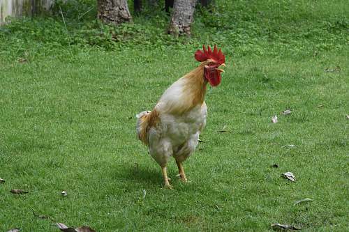 animal white chicken chicken