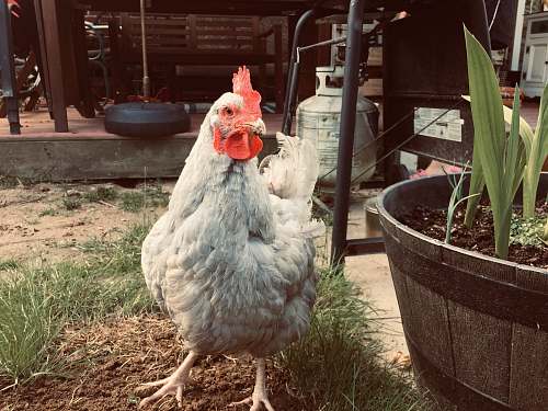 poultry white chicken hen chicken