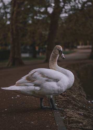 animal white duck on road grey