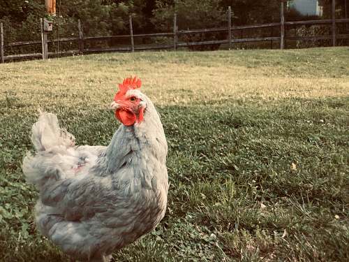 chicken white hen poultry