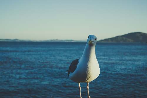 animal white seagull seagull