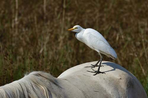 animal white small beaked bird waterfowl