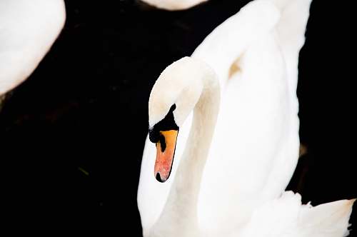 animal white swan swan