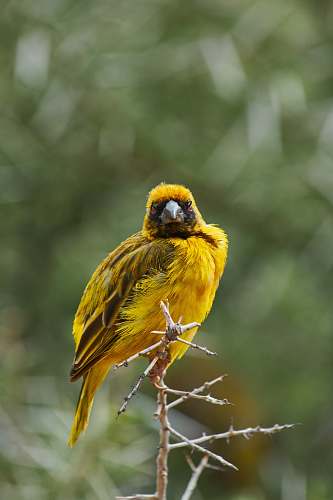 animal yellow and black coated bird canary