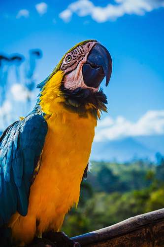 parrot yellow and blue parrot perched on wood macaw