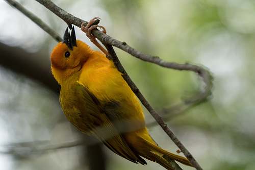 animal yellow and green bird canary