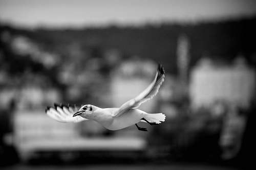 animal bird in mid air during day flying