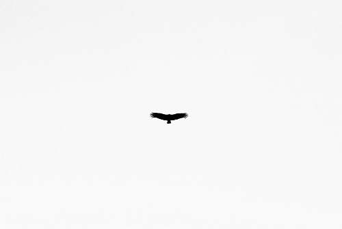 flying black bird bird