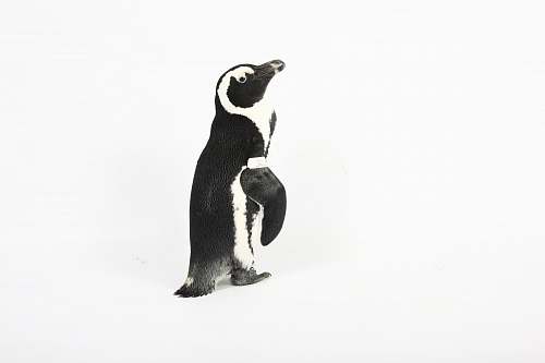 animal black penguin painting bird