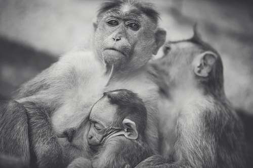 animal grayscale of monkey family photo grey