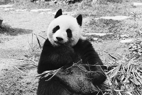 animal grayscale photography of panda bear