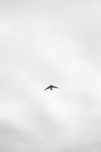 animal grayscale photography of plane flying