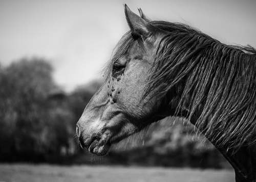 animal greyscale photo of horse horse