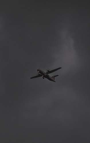 animal white plane under cloudy sky bird