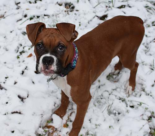 animal brown boxer dog dog