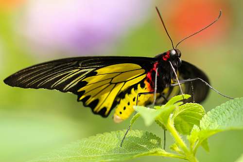 animal black and yellow butterfly on green leafed plant insect