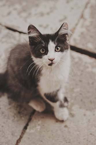animal cat sitting on gray concrete pavement pet