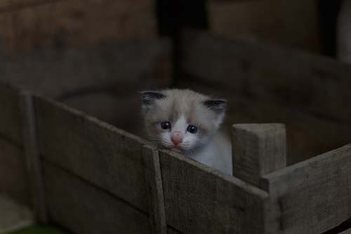 animal white and gray tabby kitten on brown wooden crate kitten