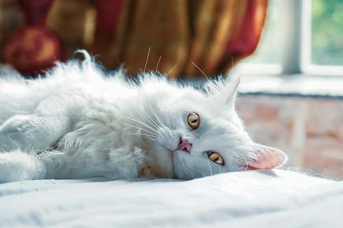 angora white cat lying on white textile pet