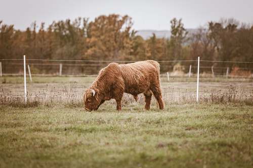 animal selectbrown bison eating grass cow