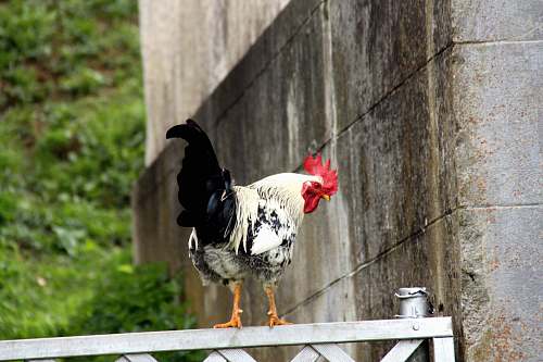 poultry white and black rooster on fence fowl