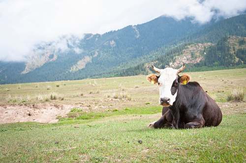 animal black and white cattle in green field under white skies cattle