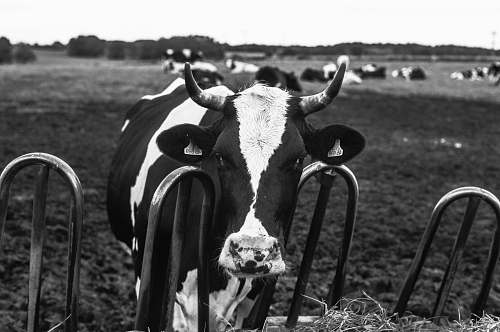 animal black and white cow black-and-white