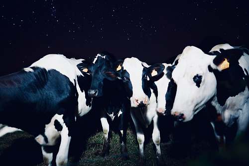 animal black-and-white cows on grass field during night time cattle