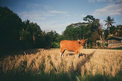 animal brown and white cattle on green grass during daytime cattle