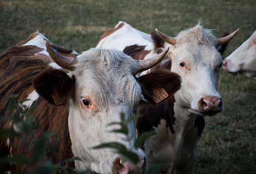 animal brown-and-white cows cattle