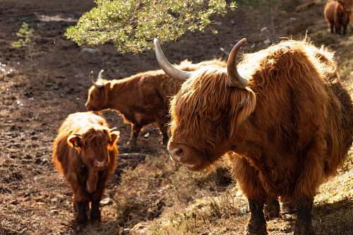 animal brown animals cattle