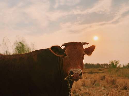 animal brown cattle cattle