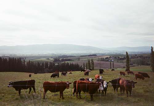 animal brown cattle lot cattle
