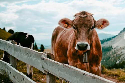 animal brown cow beside wooden fence cattle