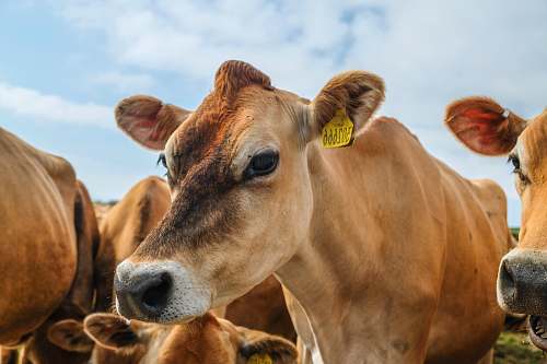 animal close-up photography of brown cattle during daytime cattle