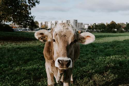 animal cow on green field cattle