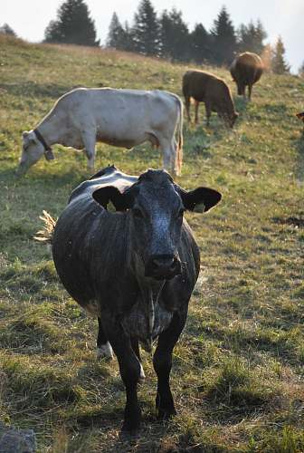 mammal cows on hill animal