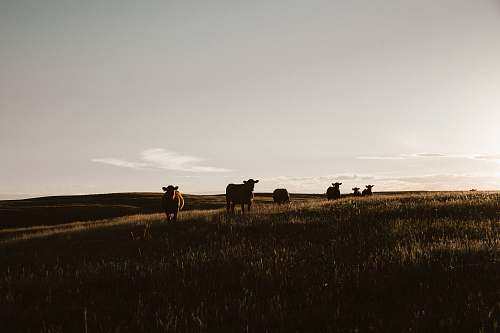 animal herd of cows on grassland during daytime nature