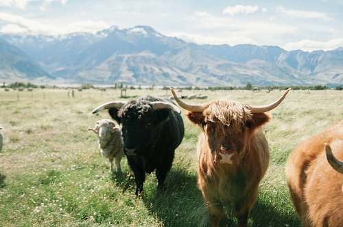 animal highland cattle on green plains during daytime cattle