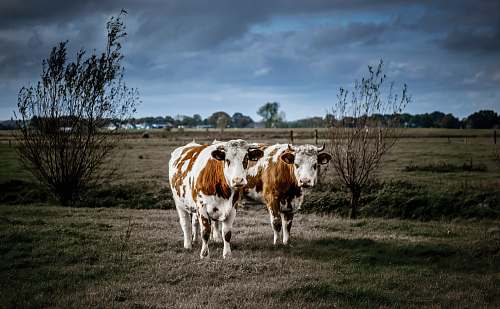 animal shallow focus photo of white and brown cows cattle