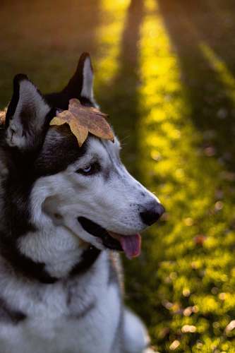 husky portrait photo of white and black Siberian Husky canine