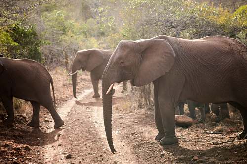 wildlife brown elephants on green field mammal