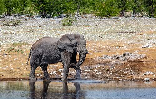 animal gray elephant on body of water mammal