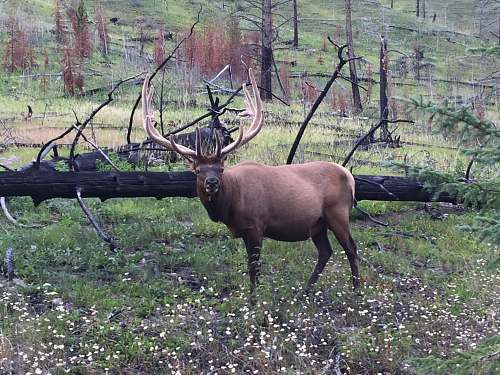 deer deer standing near tree trunk wildlife