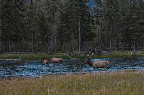 wildlife moose on body of water near trees deer