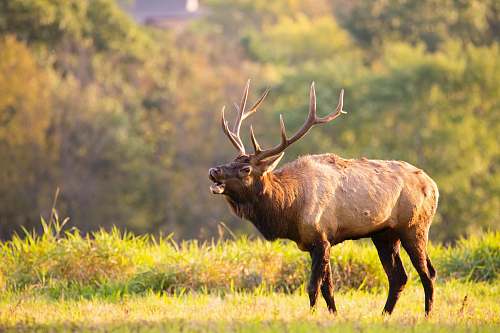 animal selective focus photography of deer wildlife