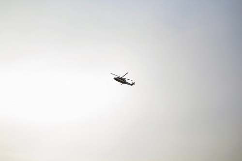 bird flying black helicopter animal