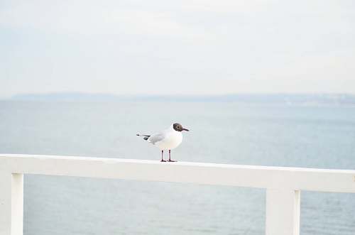 bird white and brown bird on white wooden deck rail near body of water animal