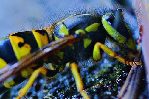 invertebrate yellow and black insect on green surface insect